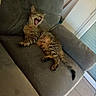 Aelig participe au concours pour gagner de l'argent avec cette photo : cat, tabby_cat, yawning, couch, indoor, pet, feline, relaxed, fur, whiskers, tail, striped, mammal, animal, living_room, seat, comfort, resting, home, domestic