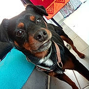 Loxy participe au concours pour gagner de l'argent avec cette photo : animal, black, brown, canine, closeup, curious, dog, domestic, ears, floor, fur, harness, indoor, looking, pet, playful, snout, teeth, tiled_floor, towel