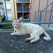 Neige a rejoint le concours — aidez-le/la à gagner de superbes lots ! animal, apartment_building, balcony, cat, concrete, daylight, feline, fur, grass, outdoor, paw, pet, quiet, railing, relaxed, resting, sleepy, tail, urban, white_cat