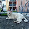 cat, white_cat, animal, pet, resting, outdoor, concrete, railing, urban, apartment, building, grass, daylight, fence, relaxed, fur, mammal, side_view, quiet, calm
