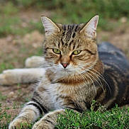 Flash a rejoint le concours — aidez-le/la à gagner de superbes lots ! cat, tabby, animal, pet, grass, outdoor, nature, feline, relaxed, resting, whiskers, ears, paws, greenery, closeup, mammal, eyes, fur, ground, sleepy
