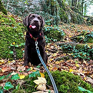 Luna participe au concours pour gagner de l'argent avec cette photo : dog, puppy, labrador, chocolate_labrador, animal, pet, outdoor, forest, woodland, autumn, leaves, moss, ivy, rocks, nature, leash, collar, sitting, tongue_out, portrait