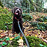 dog, puppy, labrador, chocolate_labrador, animal, pet, outdoor, forest, woodland, autumn, leaves, moss, ivy, rocks, nature, leash, collar, sitting, tongue_out, portrait