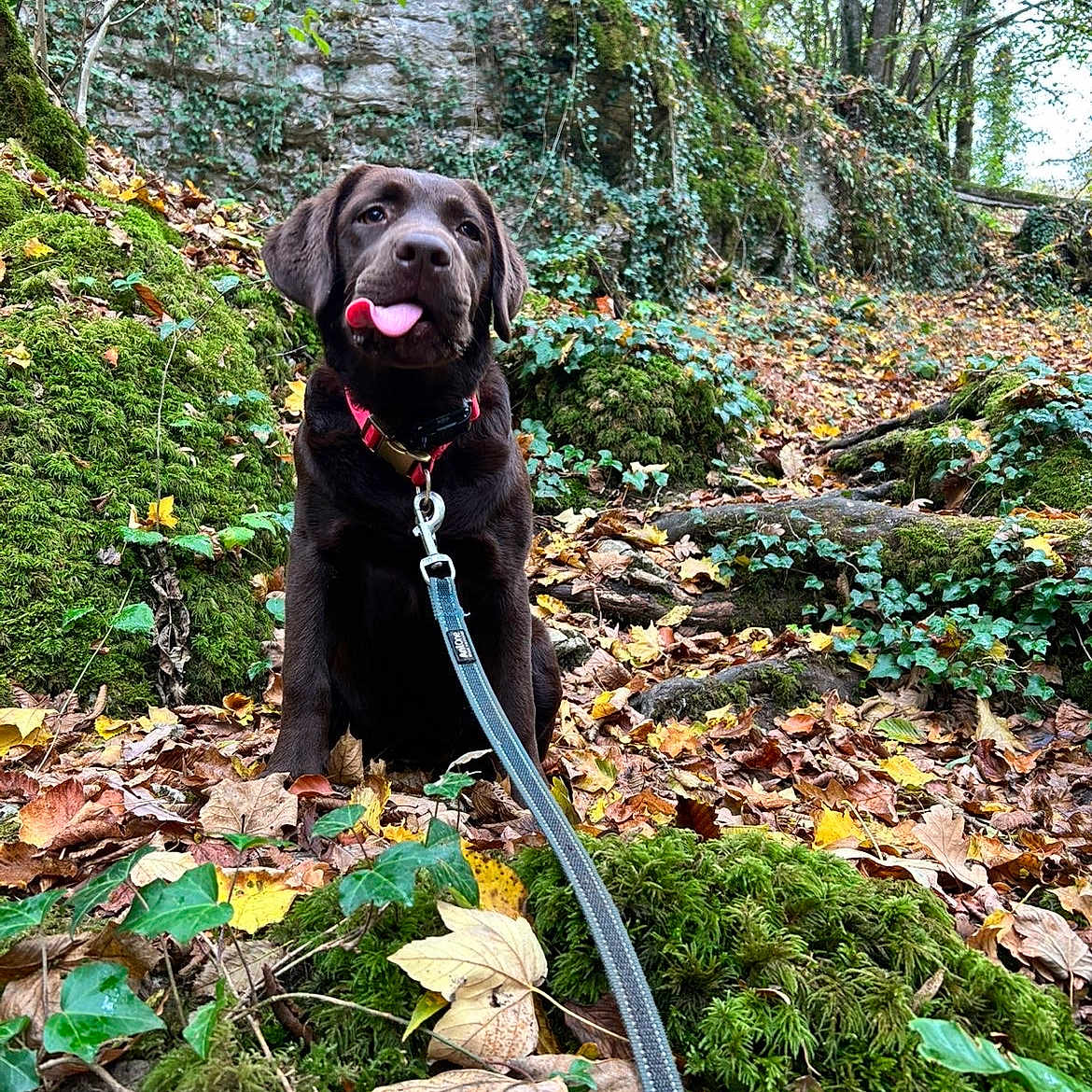 Luna participe au concours pour gagner de l'argent avec cette photo : dog, puppy, labrador, chocolate_labrador, animal, pet, outdoor, forest, woodland, autumn, leaves, moss, ivy, rocks, nature, leash, collar, sitting, tongue_out, portrait