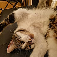 Mistigri participe au concours pour gagner de l'argent avec cette photo : cat, tabby, white_fur, stretching, indoor, leather_surface, paw, whiskers, curious, playful, feline, pet, animal, relaxed, close_up, fur_pattern, ear, eye, nose, home