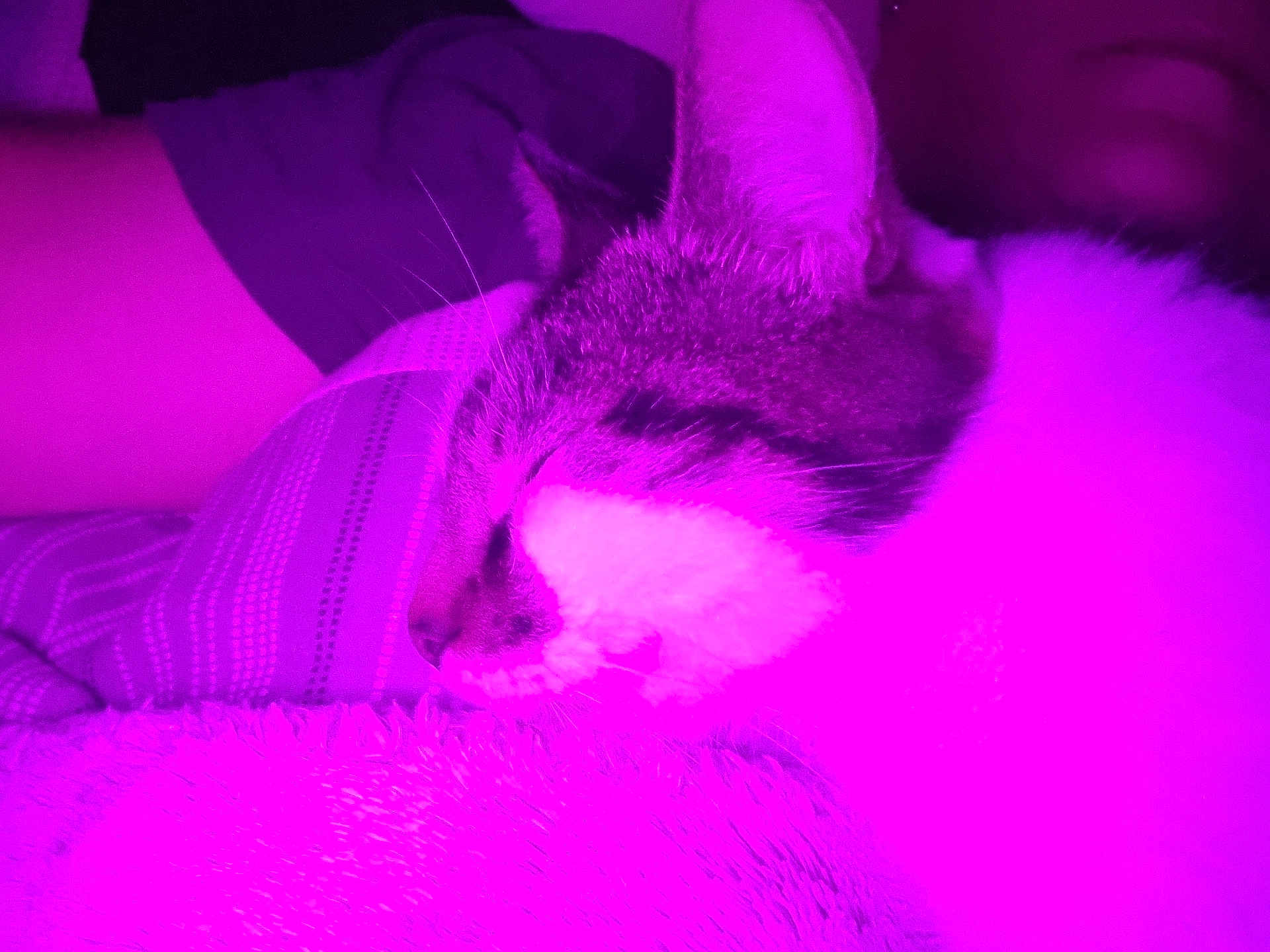 Mistigri a rejoint le concours — aidez-le/la à gagner de superbes lots ! cat, sleeping, purple_light, close_up, cozy, feline, whiskers, fur, nap, indoor, soft_texture, human_arm, striped_fabric, resting, pet, animal, cute, calm, domestic_cat, quiet