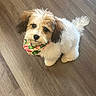 Pixie is registered to the contest to win money with this photo: adorable, animal, bandana, canine, companion, cute, cute_pet, dog, domestic_animal, fluffy, friendly, fur, indoor, looking_up, pet, playful, puppy, small_dog, wooden_floor, young_dog