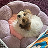 animal, cartoon, colorful_blanket, companion, cozy, curious, cute, dog, fluffy, furry, home, indoor, looking_up, pet_bed, plush, purple_carpet, relaxing, sleeping_area, small_dog, soft_texture