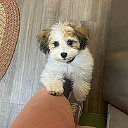 Pixie is registered to the contest to win money with this photo: animal, collar, cute, dog, domestic_animal, floor, footwear, fur, indoor, looking_up, orange_pants, pants, paw, person, pet, puppy, rug, small_dog, standing, wooden_floor