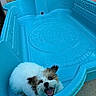 Pixie is registered to the contest to win money with this photo: animal, blue_container, brown_ears, concrete, cute, daylight, dog, fluffy, happy, looking_up, outdoor, pet, plastic, playful, puppy, small_dog, smiling, tongue_out, toy, white_fur