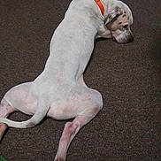 Hooch is registered to the contest to win money with this photo: dog, white_dog, orange_collar, carpet, indoor, relaxed, pet, animal, lying_down, floor, spot, canine, four_legs, side_view, domestic_animal, fur, tail, head, quiet, resting