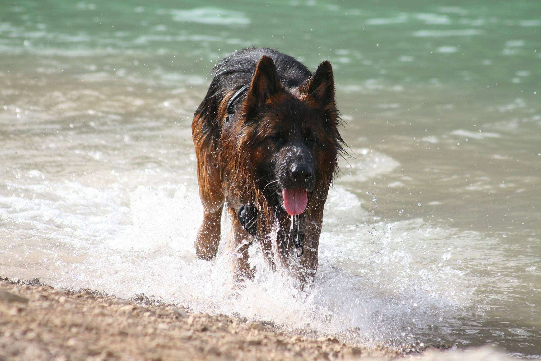 Popeye participe au concours pour gagner de l'argent avec cette photo : canidae, carnivore, companion_dog, dog, dog_breed, guard_dog, herding_dog, hunting_dog, lake, non_sporting_group, snout, sporting_group, tail, terrier, water, wildlife, wind_wave, working_animal, working_dog