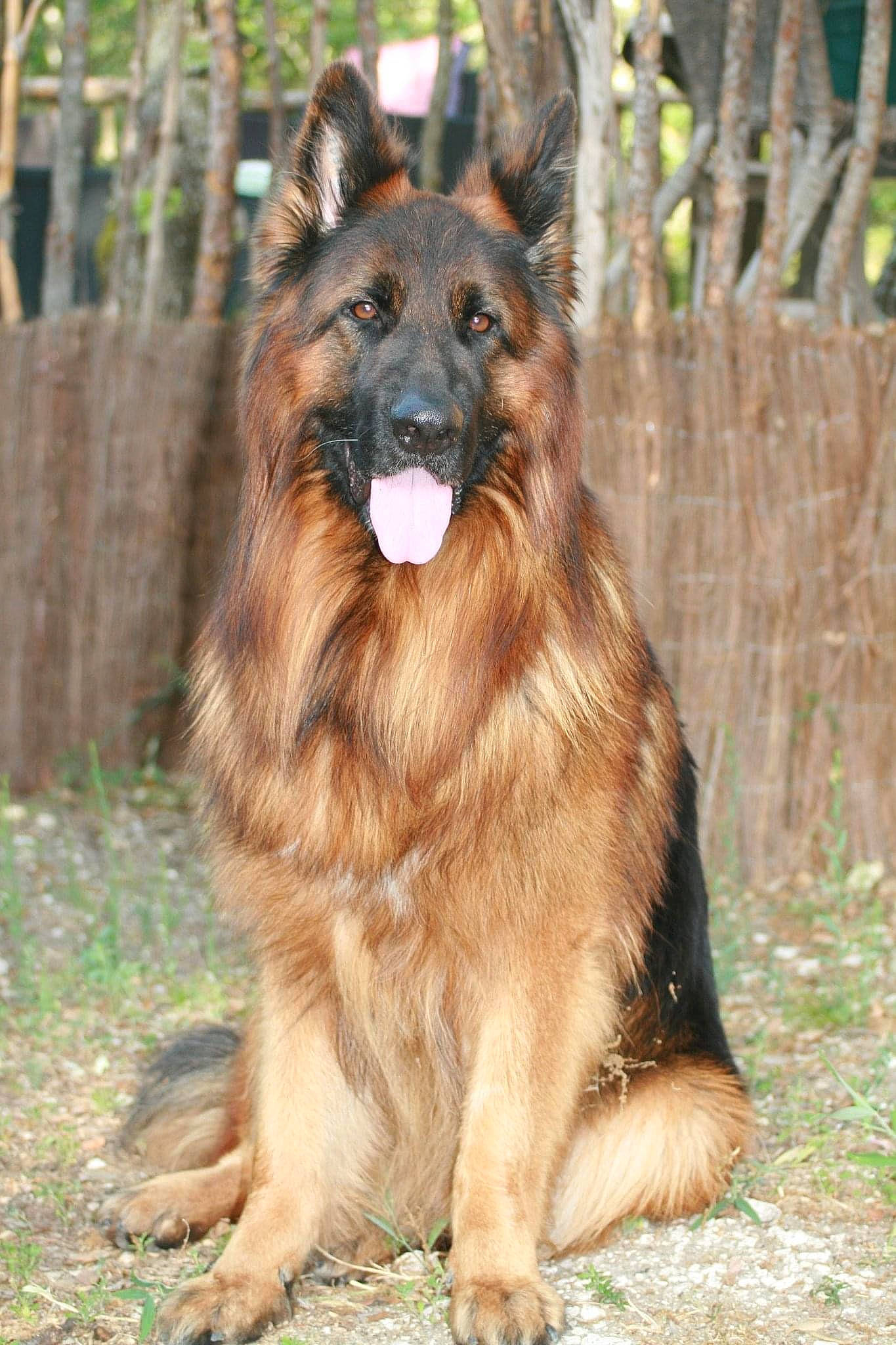 Popeye a rejoint le concours — aidez-le/la à gagner de superbes lots ! canidae, carnivore, companion_dog, dog, dog_breed, fawn, fur, german_shepherd_dog, herding_dog, king_shepherd, liver, plant, snout, sporting_group, terrestrial_animal, tervuren, tree, whiskers, wood, working_dog