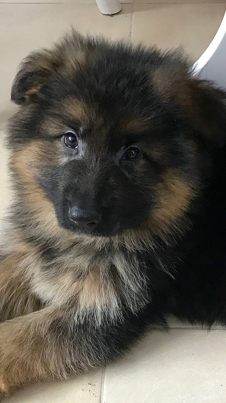 Popeye a rejoint le concours — aidez-le/la à gagner de superbes lots ! ancient_dog_breeds, canidae, carnivore, caucasian_shepherd_dog, companion_dog, dog, dog_breed, fawn, fur, iris, keeshond, non_sporting_group, puppy, snout, sporting_group, terrestrial_animal, toy_dog, whiskers, working_animal, working_dog