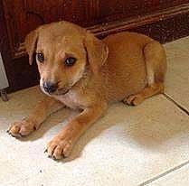 Biscotte participe au concours pour gagner de l'argent avec cette photo : beige, black, brown, canidae, carnivore, companion_dog, dog, dog_breed, fawn, floor, flooring, puppy, skin, snout, tan, tile, tile_flooring, toe, working_animal, yellow