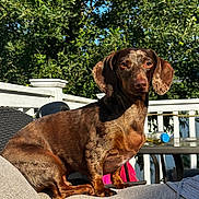 Snoop is registered to the contest to win money with this photo: dog, dachshund, outdoor, sunlight, greenery, chair, patio, table, bottle, fence, sky, leafy, pet, animal, brown_coat, sitting, relaxed, daytime, portrait, canine