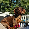 dog, dachshund, outdoor, sunlight, greenery, chair, patio, table, bottle, fence, sky, leafy, pet, animal, brown_coat, sitting, relaxed, daytime, portrait, canine