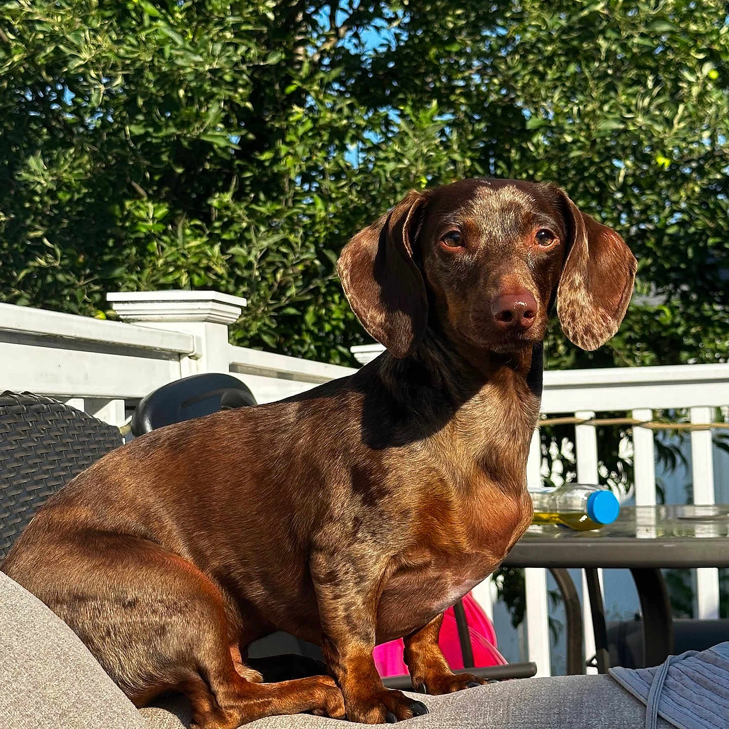 Snoop is registered to the contest to win money with this photo: dog, dachshund, outdoor, sunlight, greenery, chair, patio, table, bottle, fence, sky, leafy, pet, animal, brown_coat, sitting, relaxed, daytime, portrait, canine