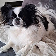 Lollye participe au concours pour gagner de l'argent avec cette photo : dog, black_and_white, fluffy, pet, animal, cute, indoor, blanket, couch, fur, small_dog, long_hair, relaxed, companion, domestic_animal, whiskers, ears, tail, alert, resting