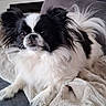 dog, black_and_white, fluffy, pet, animal, cute, indoor, blanket, couch, fur, small_dog, long_hair, relaxed, companion, domestic_animal, whiskers, ears, tail, alert, resting