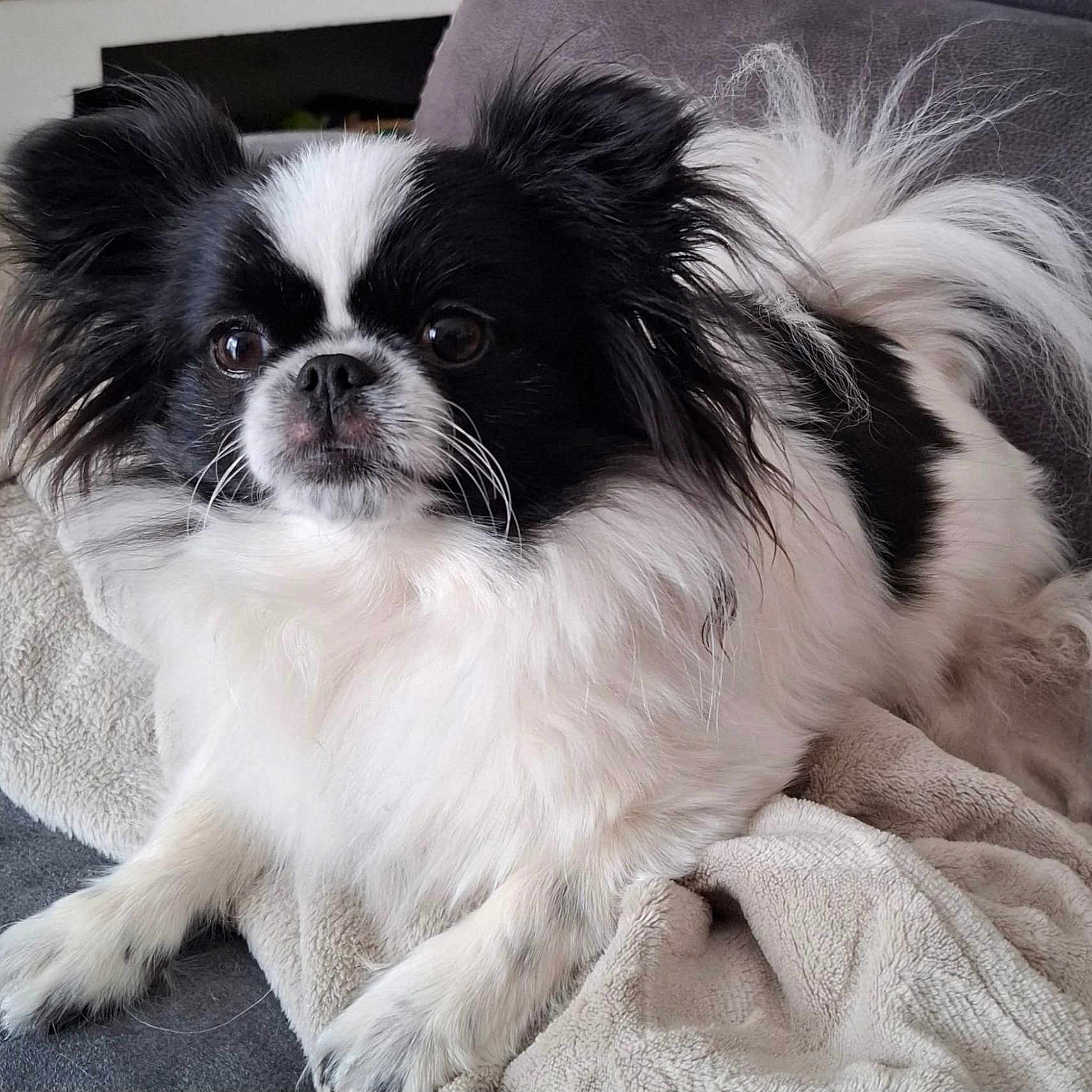 Lollye participe au concours pour gagner de l'argent avec cette photo : dog, black_and_white, fluffy, pet, animal, cute, indoor, blanket, couch, fur, small_dog, long_hair, relaxed, companion, domestic_animal, whiskers, ears, tail, alert, resting