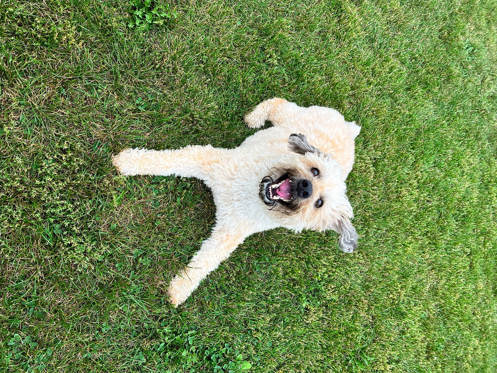 Woody is registered to the contest to win money with this photo: canidae, carnivore, companion_dog, dog, dog_breed, fawn, gesture, grass, grassland, groundcover, meadow, people_in_nature, plant, shrub, sporting_group, sunglasses, tail, terrier, toy_dog, water_dog