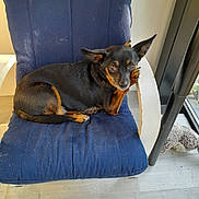 Princesse participe au concours pour gagner de l'argent avec cette photo : animal, black, brown, chair, cushion, cute, dog, ears, floor, fur, furniture, home, indoor, light, looking, paw, pet, relaxed, resting, window