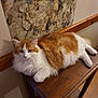 animal, cat, cozy, curious, cute, domestic_cat, feline, fluffy, fur, home, indoor, lounging, orange_and_white, paws, pet, relaxed, resting, stone_wall, table, wooden_table