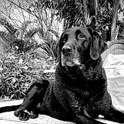 Brunello joined the competition — help win amazing prizes! dog, black_dog, outdoor, garden, plants, flowers, relaxing, canine, pet, animal, nature, leafy, fur, portrait, laying_down, calm, wisdom, serene, daylight, closeup