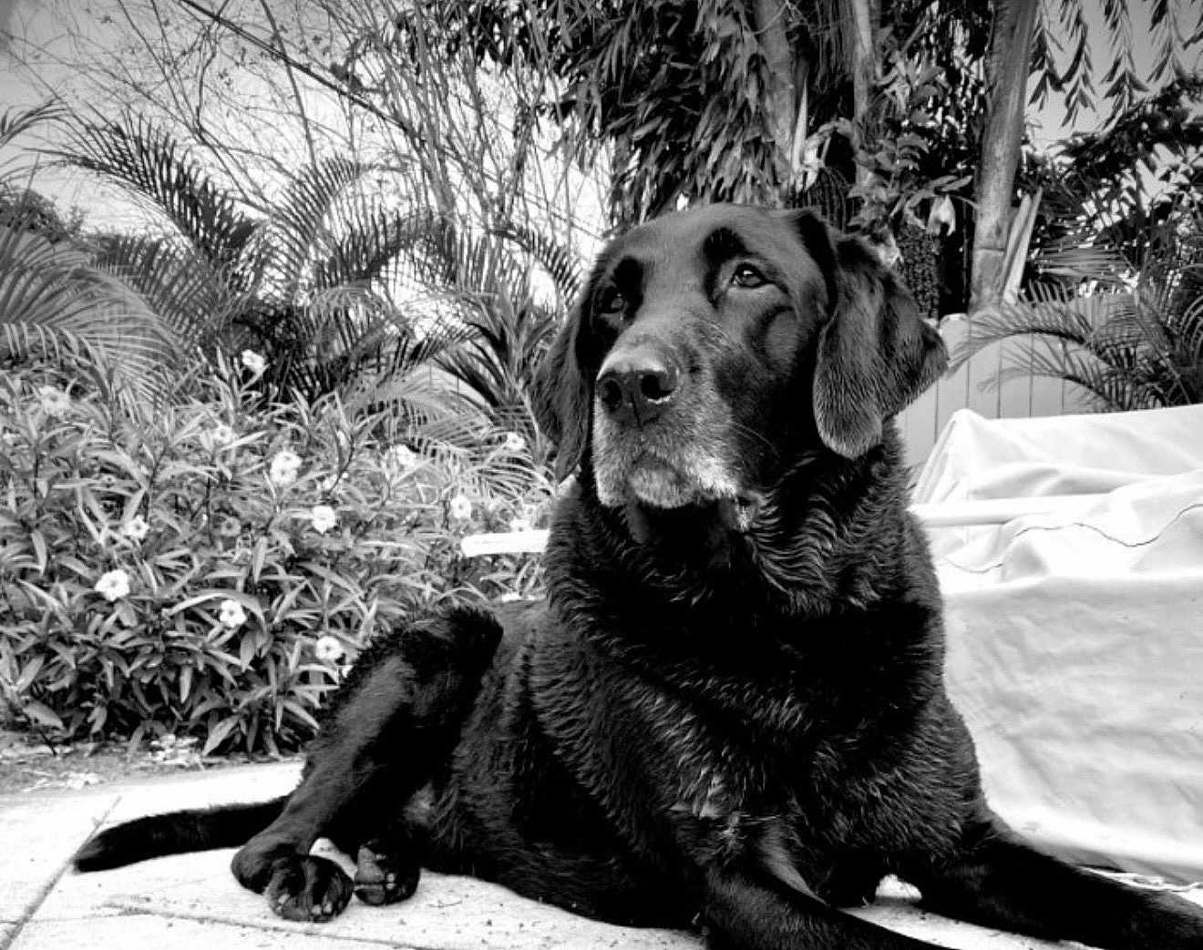 Brunello joined the competition — help win amazing prizes! dog, black_dog, outdoor, garden, plants, flowers, relaxing, canine, pet, animal, nature, leafy, fur, portrait, laying_down, calm, wisdom, serene, daylight, closeup