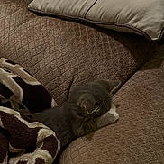 Keke is registered to the contest to win money with this photo: kitten, cat, sleeping, blanket, couch, pillow, paw, fur, indoor, cozy, pet, resting, upholstery, plush_blanket, brown_texture, gray_cat, dim_lighting, soft_fabric, couch_cushion, home_interior