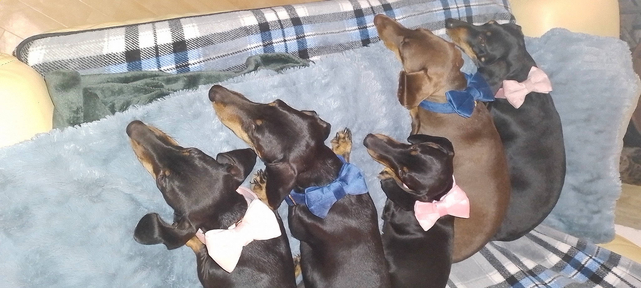 Les Amours a rejoint le concours — aidez-le/la à gagner de superbes lots ! canidae, carnivore, comfort, companion_dog, dobermann, dog, dog_breed, dog_supply, fawn, guard_dog, hound, liver, mammal, montenegrin_mountain_hound, pet_supply, snout, sporting_group, vertebrate, working_animal, working_dog