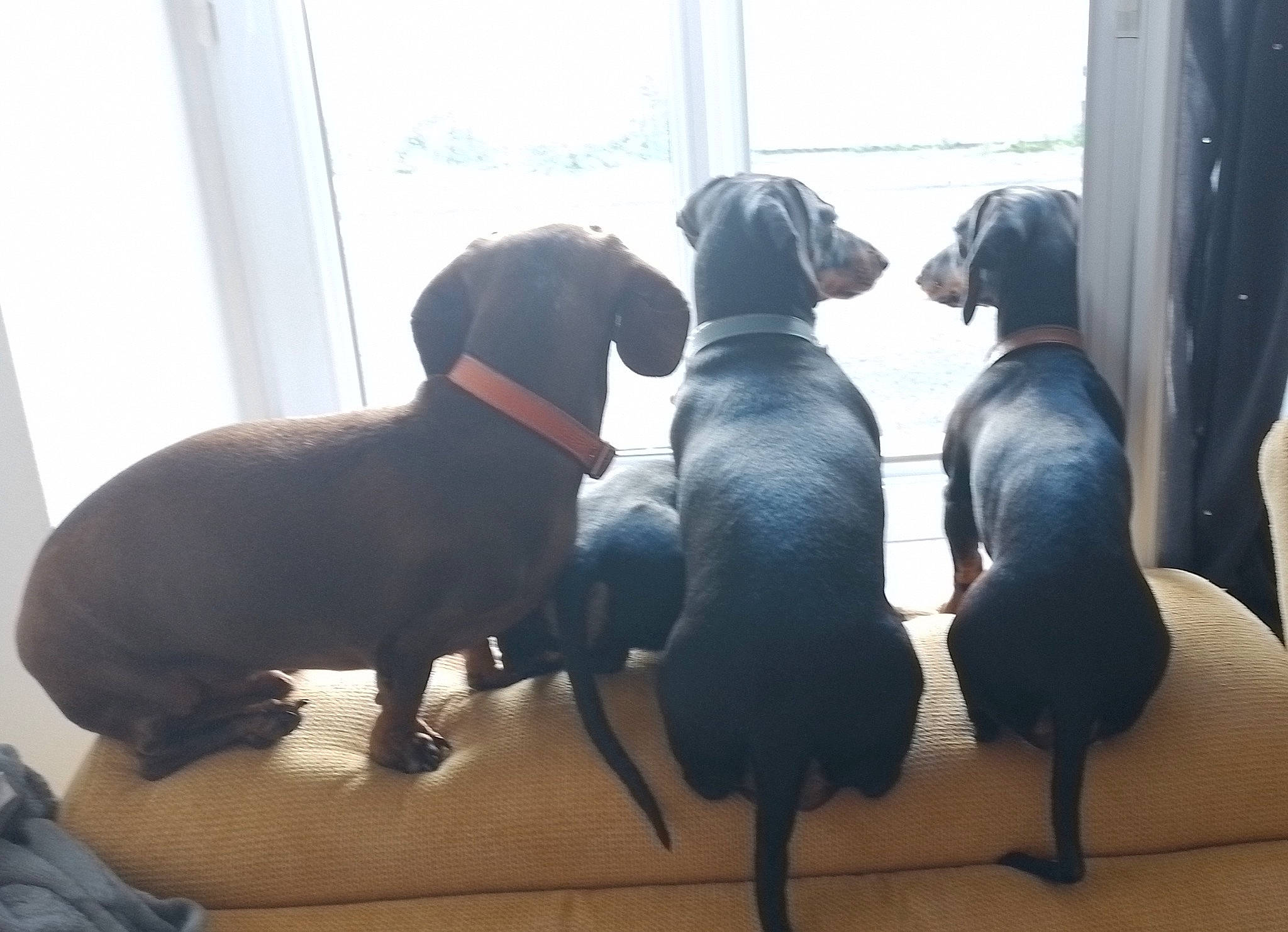 Les Amours a rejoint le concours — aidez-le/la à gagner de superbes lots ! borador, canidae, carnivore, collar, comfort, companion_dog, dog, dog_breed, dog_collar, dog_supply, fawn, guard_dog, gun_dog, pet_supply, plant, snout, sporting_group, tail, window, working_animal