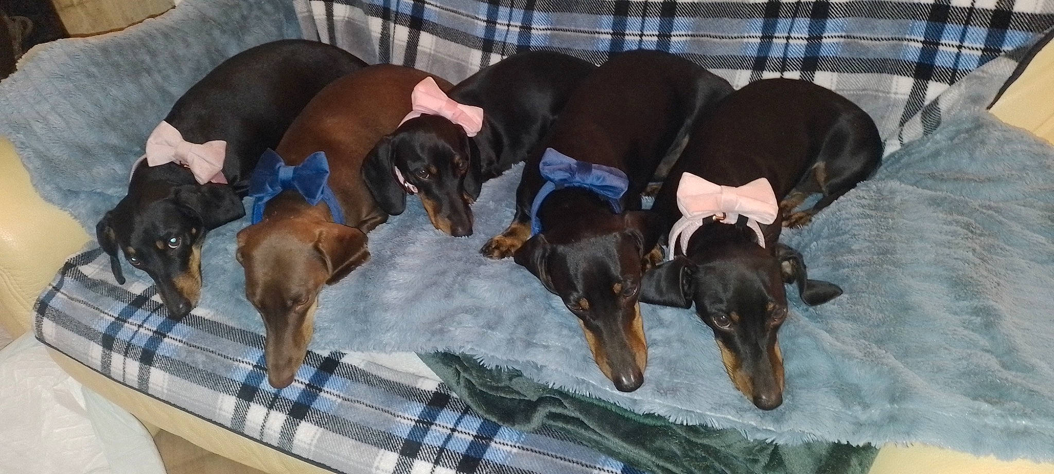 Les Amours participe au concours pour gagner de l'argent avec cette photo : canidae, carnivore, collar, comfort, companion_dog, dog, dog_breed, dog_supply, guard_dog, hound, hunting_dog, liver, montenegrin_mountain_hound, pet_supply, pinscher, scent_hound, sighthound, sporting_group, working_animal, working_dog