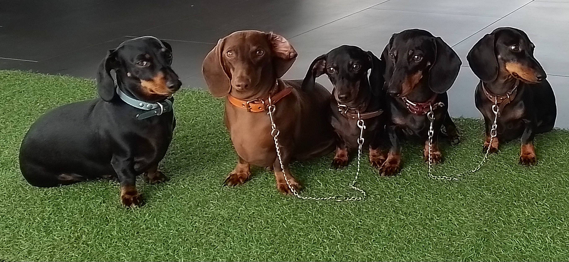 Les Amours a rejoint le concours — aidez-le/la à gagner de superbes lots ! borador, canidae, carnivore, collar, companion_dog, dog, dog_breed, dog_collar, grass, gun_dog, hound, hunting_dog, liver, metal, pet_supply, scent_hound, snout, sporting_group, working_animal, working_dog