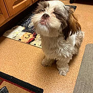 Bella Mojica joined the competition — help win amazing prizes! affenpinscher, animal, bird, canine, cockerspaniel, dog, door, hardwood, homedecor, indoors, interiordesign, mat, papillon, pet, poodle, puppy, shelf, terrier, whitedog, wood