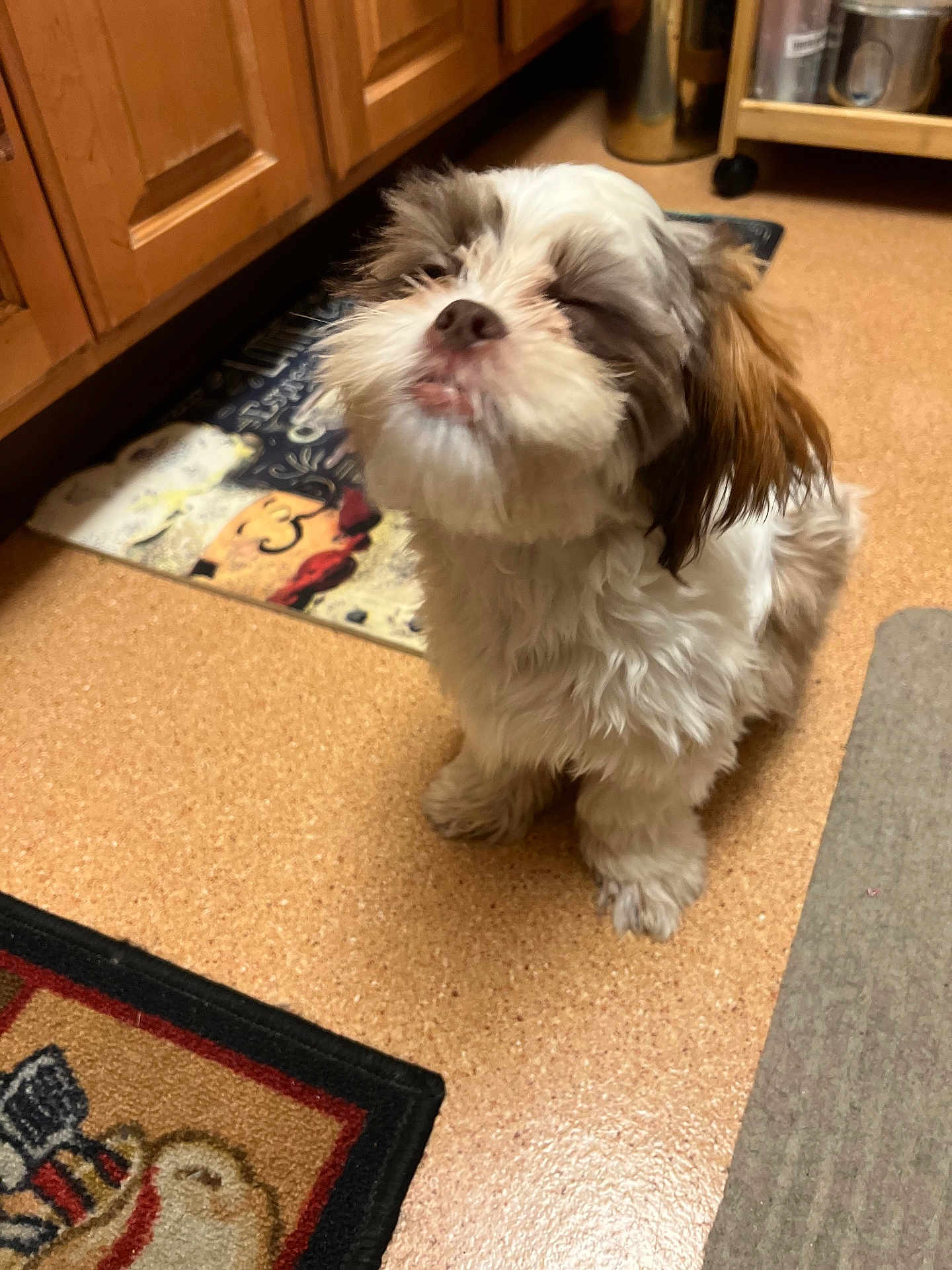 Bella Mojica joined the competition — help win amazing prizes! affenpinscher, animal, bird, canine, cockerspaniel, dog, door, hardwood, homedecor, indoors, interiordesign, mat, papillon, pet, poodle, puppy, shelf, terrier, whitedog, wood