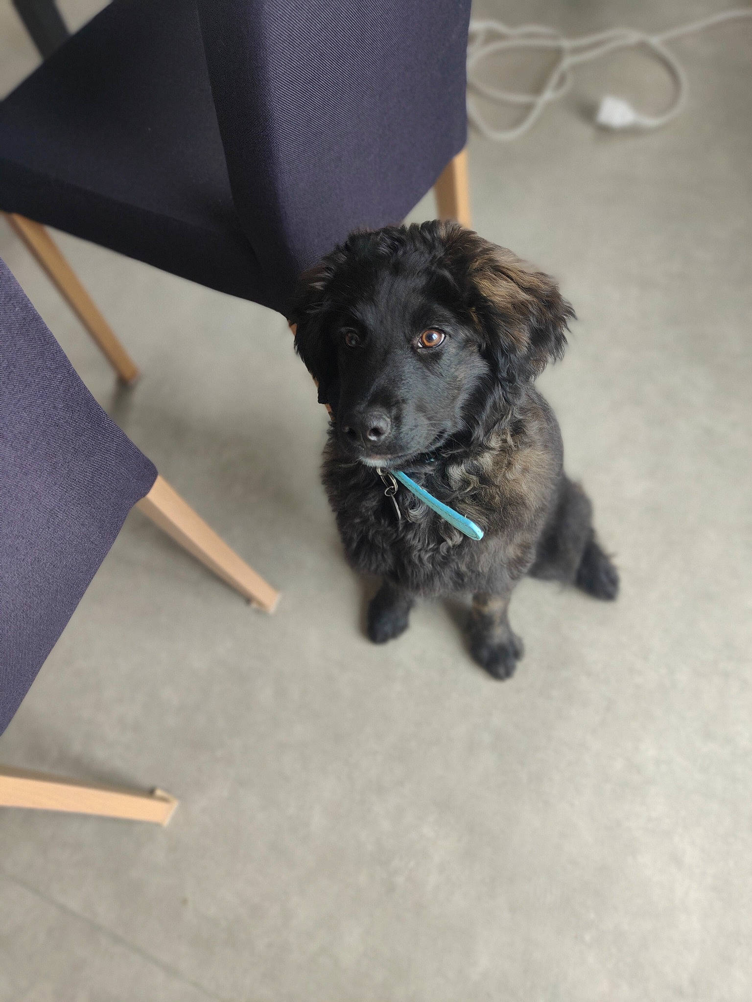 Usko participe au concours pour gagner de l'argent avec cette photo : canidae, carnivore, chair, collar, companion_dog, dog, dog_breed, dog_collar, dog_supply, electric_blue, fashion_accessory, flooring, fur, liver, sporting_group, umbrella, working_animal