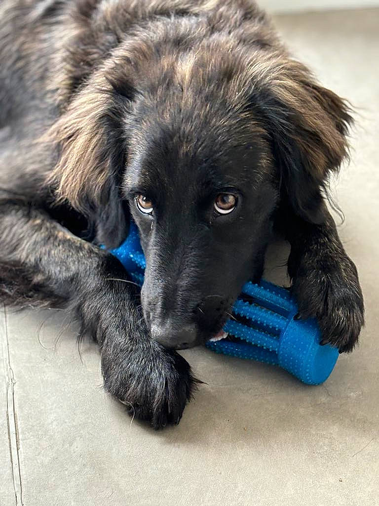 Usko a rejoint le concours — aidez-le/la à gagner de superbes lots ! borador, canidae, carnivore, companion_dog, dog, dog_breed, dog_supply, electric_blue, fur, pet_supply, snout, sporting_group, terrestrial_animal, whiskers, working_animal, working_dog