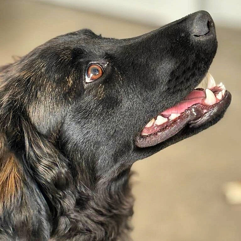 Usko participe au concours pour gagner de l'argent avec cette photo : borador, canidae, carnivore, collar, companion_dog, dog, dog_breed, dog_collar, fur, gun_dog, hunting_dog, liver, retriever, snout, sporting_group, terrestrial_animal, whiskers, working_animal, working_dog