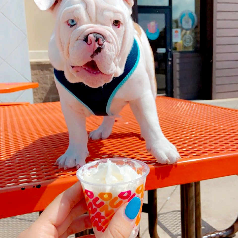 Jupiter joined the competition — help win amazing prizes! blue, bulldog, carnivore, companion_dog, dessert, dog, dog_breed, door, fawn, flooring, food, leisure, orange, outdoor_furniture, pink, red, sweetness, table, terrestrial_animal, white