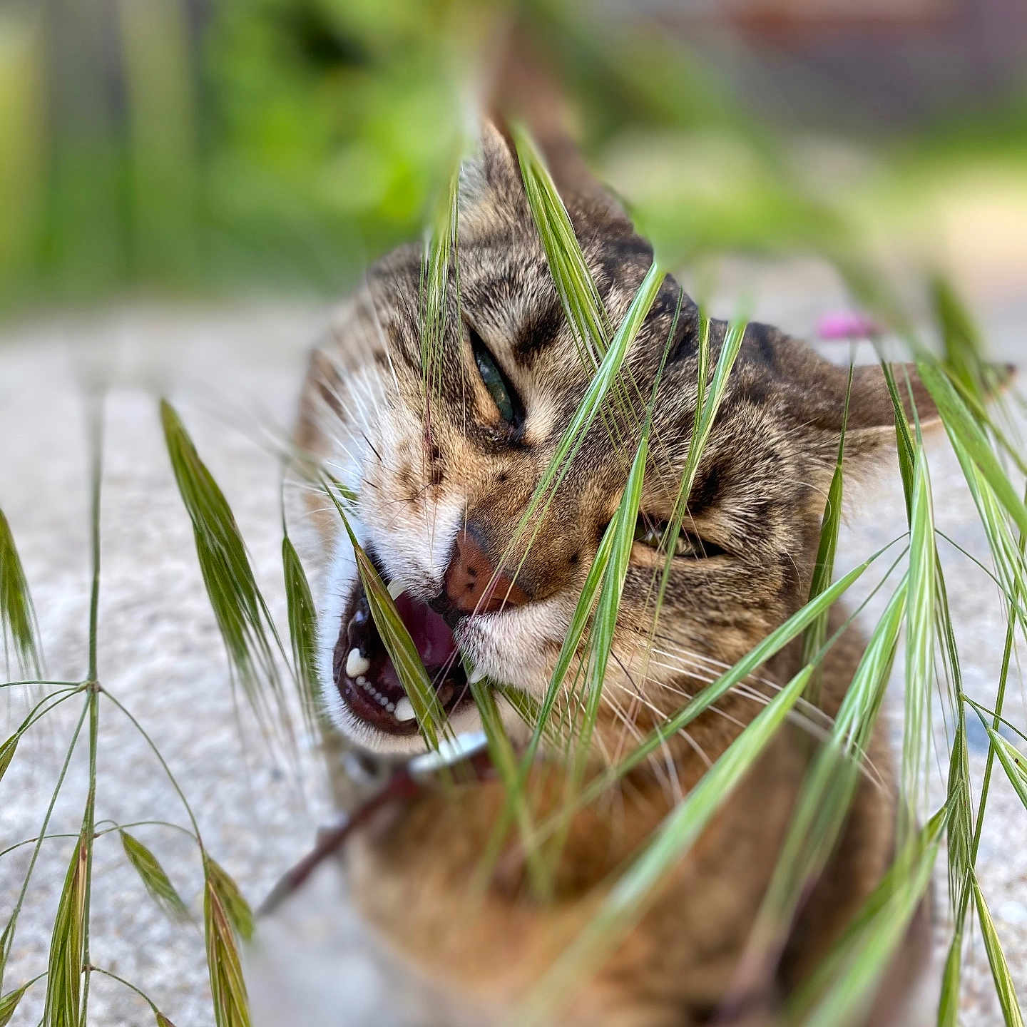 Nina a rejoint le concours — aidez-le/la à gagner de superbes lots ! abyssinian, animal, bodypart, cat, face, grass, head, herbal, herbs, kitten, manx, mouth, ocelot, person, pet, plant, pottedplant, reed, teeth, tongue