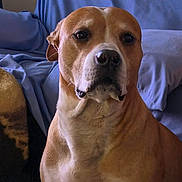 Yello Dog joined the competition — help win amazing prizes! dog, canine, pet, portrait, sitting, indoors, couch, sofa, blanket, blue_background, brown_and_white, short_hair, floppy_ears, dark_eyes, black_nose, chest, close_up, home, animal_photography, serious_expression