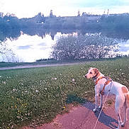 Malou a rejoint le concours — aidez-le/la à gagner de superbes lots ! dog, grass, dandelions, path, lake, water, trees, reflection, sky, clouds, harness, leash, outdoor, nature, evening, animal, pet, walking, calm, scenery