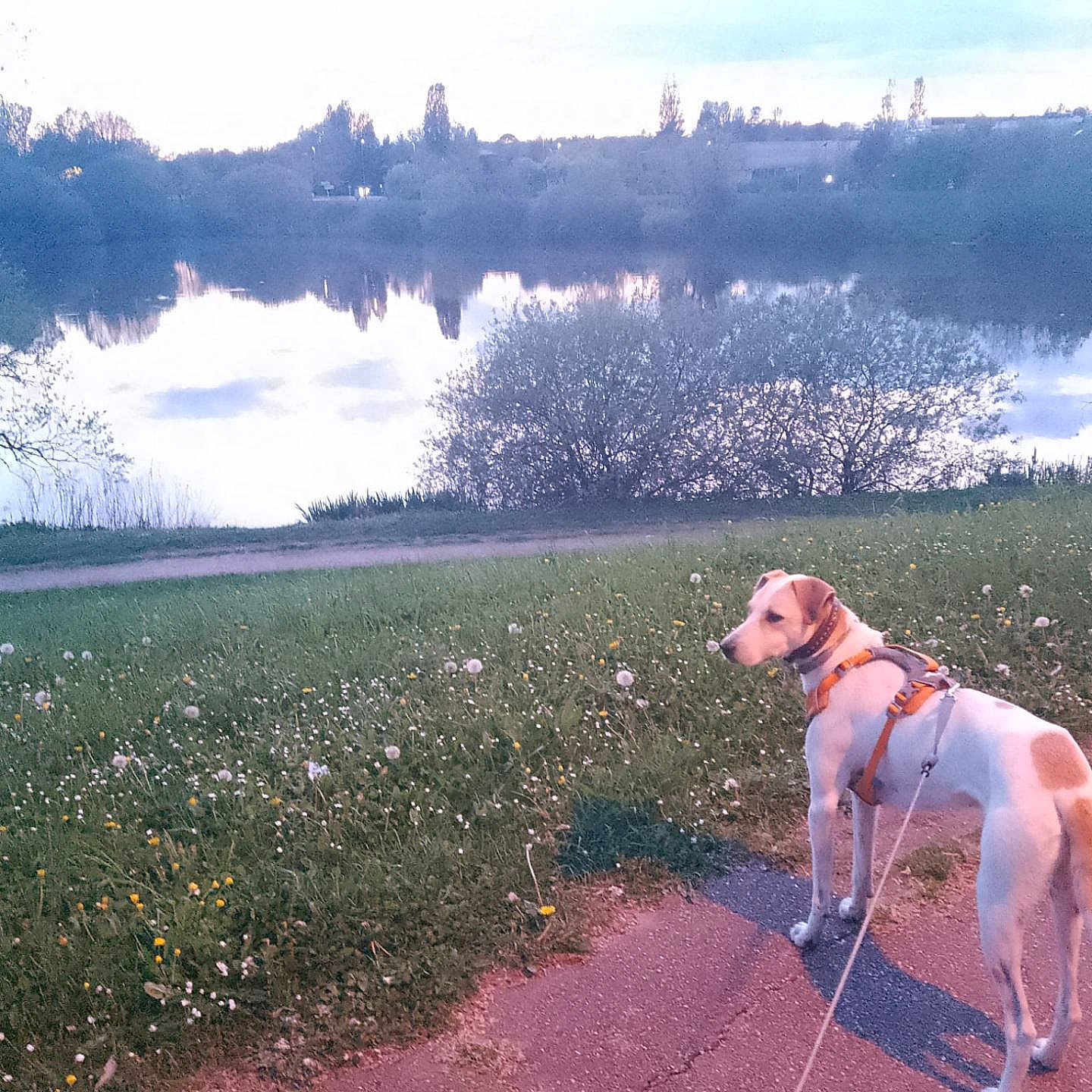 Malou a rejoint le concours — aidez-le/la à gagner de superbes lots ! dog, grass, dandelions, path, lake, water, trees, reflection, sky, clouds, harness, leash, outdoor, nature, evening, animal, pet, walking, calm, scenery