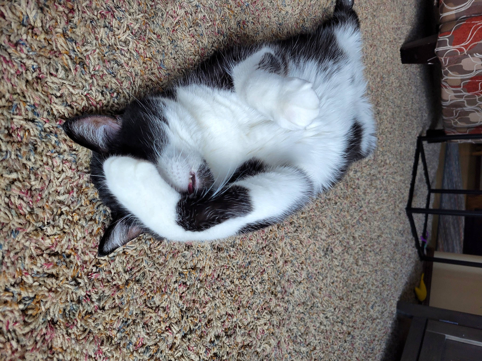 Zoey joined the competition — help win amazing prizes! carnivore, cat, claw, comfort, dog_breed, domestic_short_haired_cat, eye, felidae, fur, kitchen_appliance, paw, small_to_medium_sized_cats, snout, tail, terrestrial_animal, whiskers