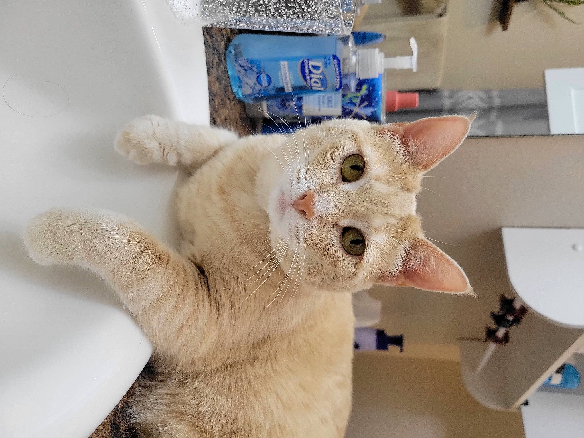 Isabel joined the competition — help win amazing prizes! carnivore, cat, cat_furniture, cat_supply, claw, collar, domestic_short_haired_cat, ear, fang, fawn, felidae, fur, paw, pet_supply, small_to_medium_sized_cats, snout, tail, whiskers