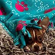 Cinder is registered to the contest to win money with this photo: dog, blanket, paw_print, carpet, cozy, brown_dog, small_dog, snug, pet, fur, indoor, resting, cute, animal, canine, sleepy, textile, pattern, comfort, home