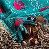 dog, blanket, paw_print, carpet, cozy, brown_dog, small_dog, snug, pet, fur, indoor, resting, cute, animal, canine, sleepy, textile, pattern, comfort, home