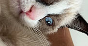 Mochi participe au concours pour gagner de l'argent avec cette photo : kitten, cat, blue_eyes, close_up, fur, pet, animal, cute, whiskers, face, nose, ears, domestic_cat, snuggling, human_arm, soft_texture, indoor, portrait, young_animal, companion